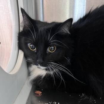 Domestic Long Hair Cats Available for Adoption - Sage | PetCurious