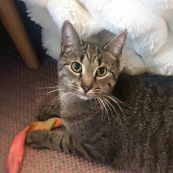 Bambino -  Tabby Cat for Adoption in Chicago, Illinois - Bambino | PetCurious
