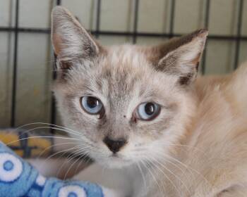 Siamese Cats Available for Adoption - Love Bug | PetCurious