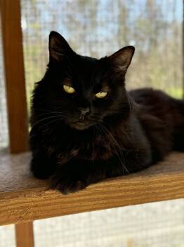Floofy -  Domestic Long Hair Cat for Adoption - Floofy | PetCurious