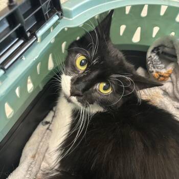 Tic-Tac -  Domestic Medium Hair Cat for Adoption in Council Bluffs, Iowa - Tic-Tac | PetCurious