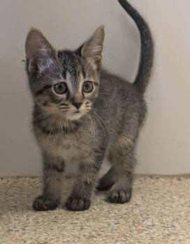 Slider -  Domestic Short Hair Cat for Adoption in Waupun, Wisconsin - Slider | PetCurious