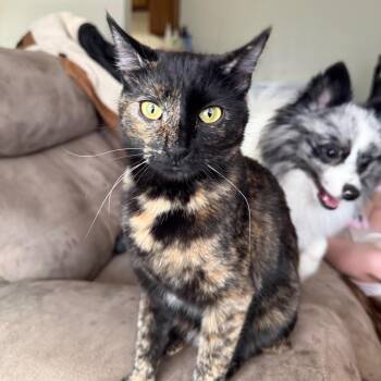 Domestic Short Hair Cats Available for Adoption in Midland, Texas - Pandora | PetCurious