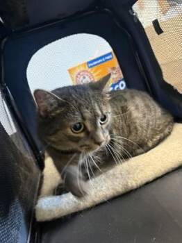 Jazmine -  Domestic Short Hair Cat for Adoption in Morristown, New Jersey - Jazmine | PetCurious