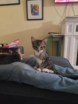 Snuffy -  Domestic Short Hair Cat for Adoption in Hudson, New Hampshire - Snuffy | PetCurious