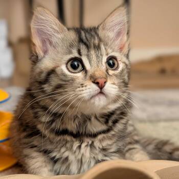 Meeny -  Domestic Short Hair and Tabby Cat for Adoption in Wilsonville, Oregon - Meeny | PetCurious