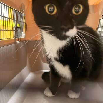 Orio -  Domestic Short Hair Cat for Adoption in Philadelphia, Pennsylvania - Orio | PetCurious