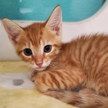 Kevin -  Domestic Medium Hair Cat for Adoption in Lake Jackson, Texas - Kevin | PetCurious