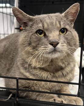 Alfred -  Domestic Short Hair Cat for Adoption in Johnston, Rhode Island - Alfred | PetCurious