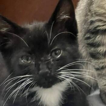Boots -  Domestic Short Hair Cat for Adoption in Escondido, California - Boots | PetCurious