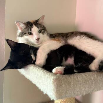 Doodle Bug -  Domestic Long Hair Cat for Adoption in Chaska, Minnesota - Doodle Bug | PetCurious