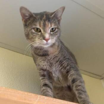 Galaxy -  Domestic Short Hair Cat for Adoption in Blairsville, Georgia - Galaxy | PetCurious