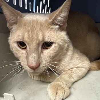 Sawyer 2 -  Domestic Short Hair Cat for Adoption in Philadelphia, Pennsylvania - Sawyer 2 | PetCurious