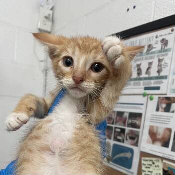 Dallas -  Domestic Short Hair Cat Available for Adoption in Edinburg, Texas - Dallas | PetCurious