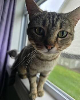 Tabby Cats Available for Adoption in Clarksville, Tennessee - Coffee Bean | PetCurious