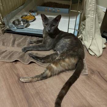 Ivy -  Domestic Short Hair Cat for Adoption in Las Vegas, Nevada - Ivy | PetCurious