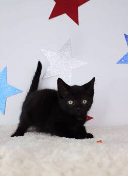 Marley -  Domestic Short Hair Cat for Adoption in Ashland, Kentucky - Marley | PetCurious