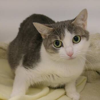 Sophia -  Domestic Short Hair Cat for Adoption in Mebane, North Carolina - Sophia | PetCurious