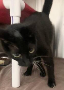 Domestic Short Hair Cats Available for Adoption in Cincinnati, Ohio - Oreo Puff | PetCurious