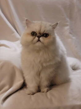 Rescue Persian Cats for Adoption in Nashville, Tennessee - Veronica Grace | PetCurious