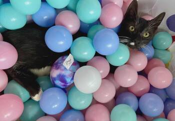 Rescue American Shorthair Cats for Adoption in Lakeland, Florida - Fester | PetCurious