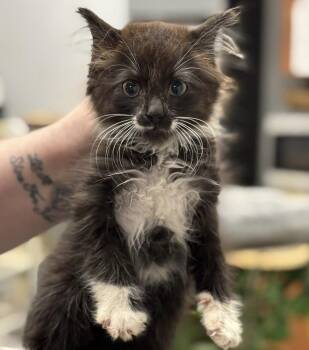 Rescue Domestic Long Hair and Tuxedo Cats for Adoption in Lemont, Illinois - Mars | PetCurious