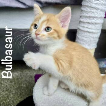 Domestic Short Hair Cats Available for Adoption in Reston, Virginia - Bulbasaur | PetCurious