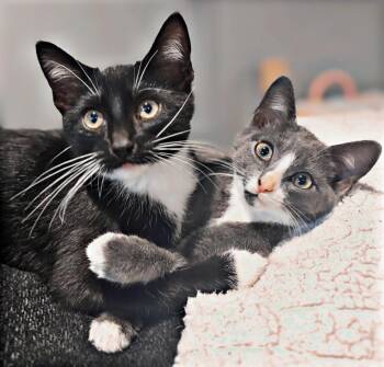 Roo -  Domestic Short Hair Cat for Adoption in Newport, Kentucky - Roo | PetCurious