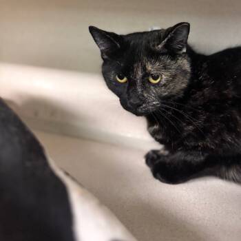Rescue Domestic Short Hair Cats for Adoption in Wheeling, Illinois - Mochi | PetCurious