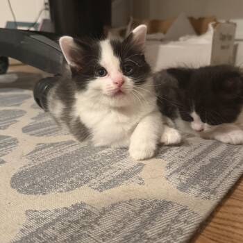 Domestic Short Hair Cats Available for Adoption in Rochester Hills, Michigan - Chidi | PetCurious