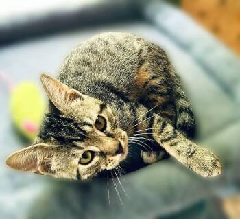 Remi - an absolute charmer who loves attention and cuddling. -  Tabby Cat for Adoption in Lemoyne, Pennsylvania - Remi - An Absolute Charmer Who Loves Attention And Cuddling. | PetCurious