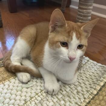 Rescue Domestic Short Hair Cats for Adoption in Folsom, Louisiana - Tommy | PetCurious