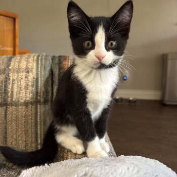 Yasmin - A Purr Machine -  Tuxedo Cat for Adoption in Hamilton, Ontario - Yasmin - A Purr Machine | PetCurious