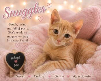Snuggles 7981 -  Domestic Short Hair Cat for Adoption in Dallas, Texas - Snuggles 7981 | PetCurious