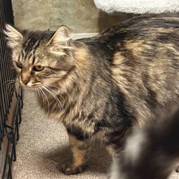 Freya -  Domestic Medium Hair Cat for Adoption in Grantsville, Utah - Freya | PetCurious