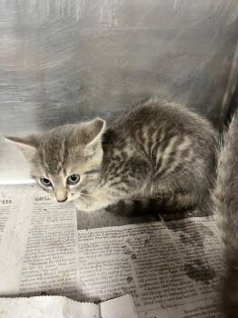 Misty -  Domestic Short Hair Cat for Adoption in Hopkinsville, Kentucky - Misty | PetCurious