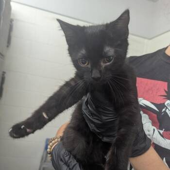Banjee -  Domestic Short Hair Cat for Adoption in Evansville, Indiana - Banjee | PetCurious