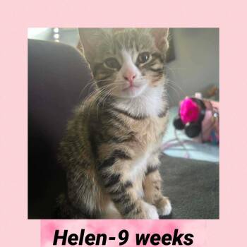 Helen -  Domestic Short Hair Cat Available for Adoption in Liberty, New York - Helen | PetCurious