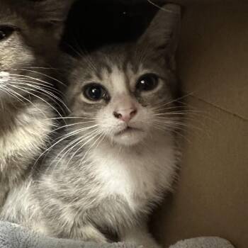 Puma -  Domestic Short Hair Cat for Adoption in League City, Texas - Puma | PetCurious