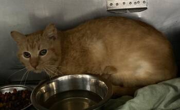 Domestic Short Hair Cats Available for Adoption in Pierceton, Indiana - Mozarella- BARN | PetCurious