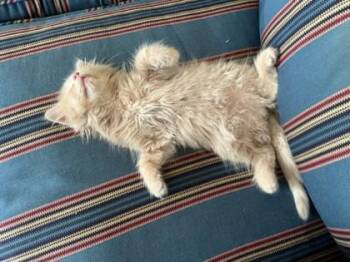 Stunk - Available in Foster -  Domestic Long Hair and Domestic Short Hair Cat for Adoption in Morristown, New Jersey - Stunk - Available In Foster | PetCurious