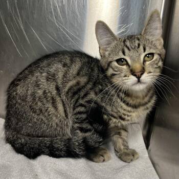 Pigeon -  Domestic Short Hair Cat for Adoption in Palm Springs, California - Pigeon | PetCurious