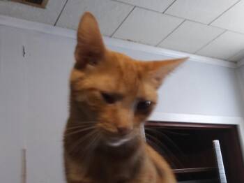 Cricket -  Domestic Short Hair Cat for Adoption in PORT WENTWRTH, Georgia - Cricket | PetCurious