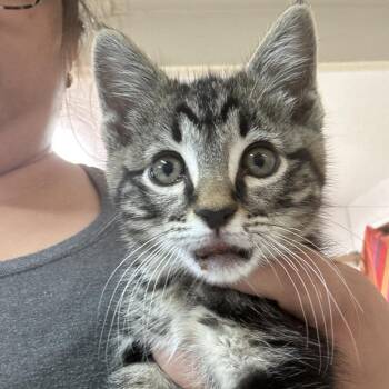 Jaws -  Domestic Short Hair Cat for Adoption in Leander, Texas - Jaws | PetCurious