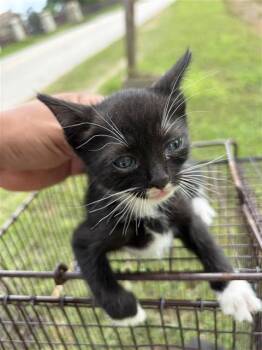 A657121 -  Domestic Short Hair Cat for Adoption in Houston, Texas - A657121 | PetCurious