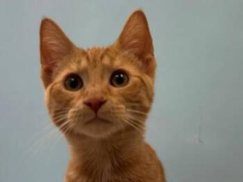 Obi -  Domestic Short Hair Cat for Adoption in Woodbury, Minnesota - Obi | PetCurious
