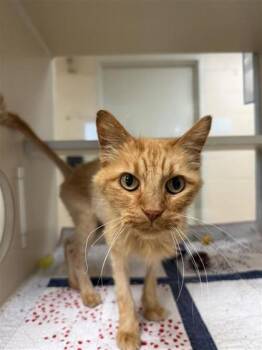 Rescue Domestic Short Hair Cats for Adoption in Hutchinson, Kansas - James | PetCurious