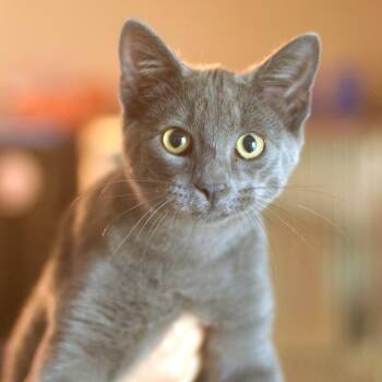 Lombardi -  Domestic Short Hair Cat for Adoption in Belleville, Illinois - Lombardi | PetCurious