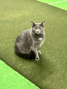 Koda -  Domestic Short Hair Cat for Adoption in Telford, Pennsylvania - Koda | PetCurious