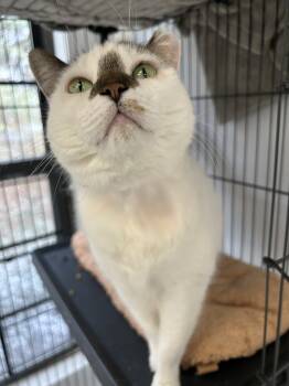 Rescue Domestic Short Hair Cats for Adoption in Lansing, Michigan - Sweet Pea | PetCurious